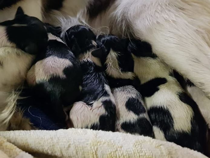 9 hondjes geboren